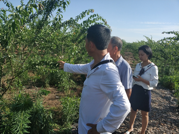 鳳凰李之父李雙均現場指導農戶種植技術