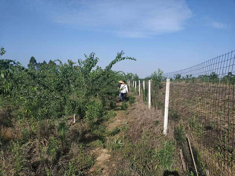 鳳凰李之父李雙均和農戶走遍70畝種植園的各個角落查看問題