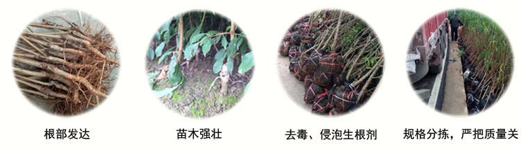 規范化的鳳凰李苗木種植與發貨，保證其質量和存活率