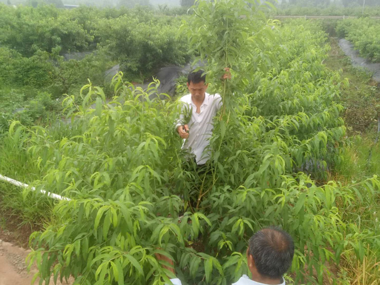 為基地技術(shù)人員講解桃子如何打藥施肥修枝